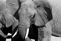 Elephants - Ruaha NP