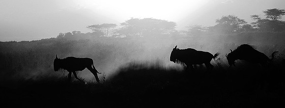 Tanzania - Serengeti : wildbeests crossing (gnous)