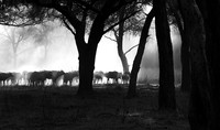 Buffalos - Ruaha NP