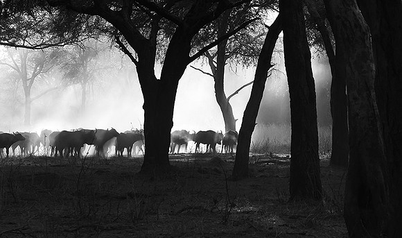 Buffalos - Ruaha NP