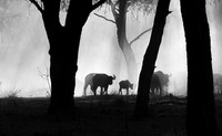 Buffalos - Ruaha NP