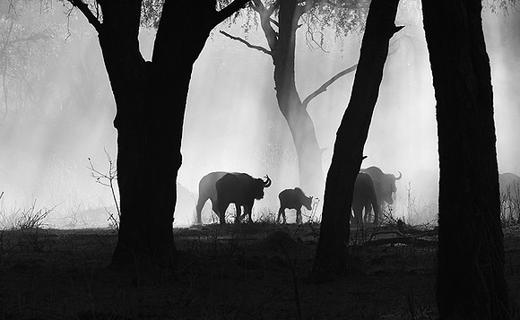 Buffalos - Ruaha NP