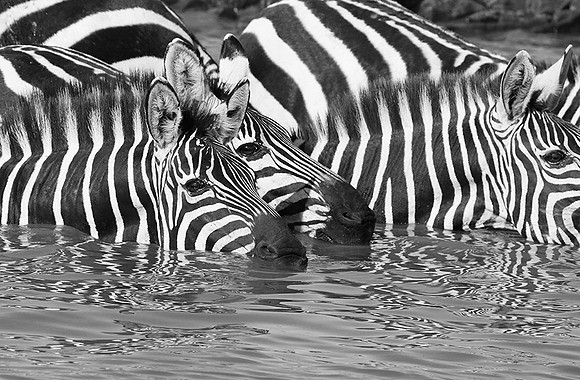 Serengeti