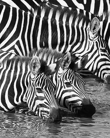 Serengeti