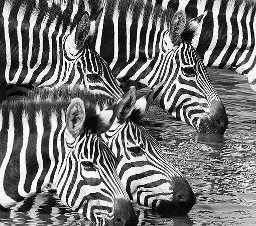 Serengeti