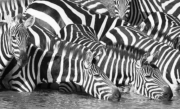 Serengeti