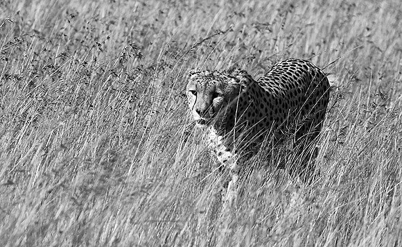 Serengeti