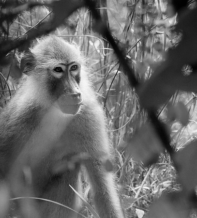 Tanzania - Mahale : yellow baboon (babouin doré)