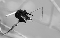 Tanzania