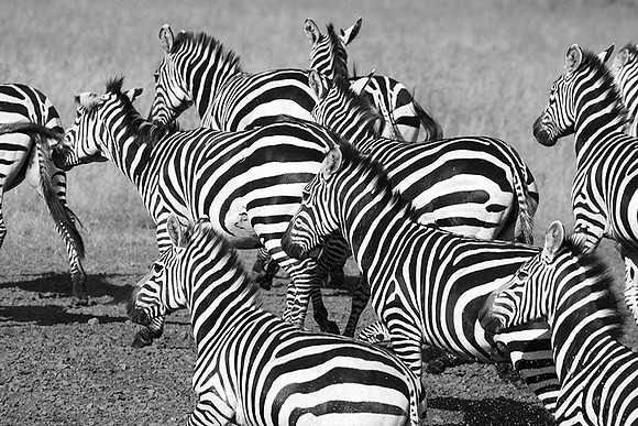 Serengeti