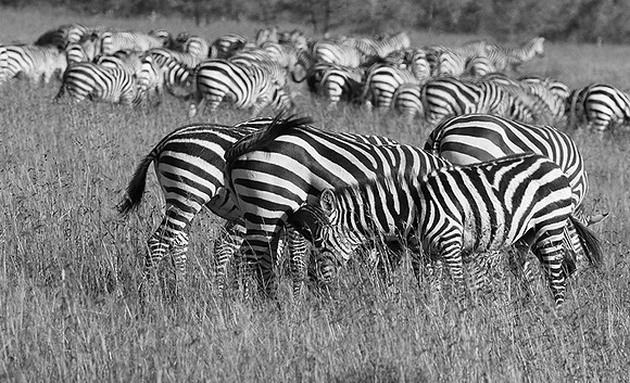 Serengeti