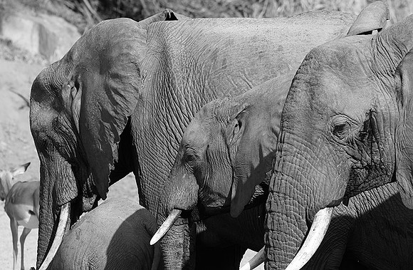 Elephants - Ruaha NP
