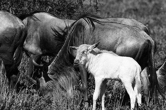 Wildebeests - Serengeti NP