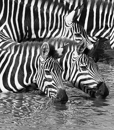 Serengeti