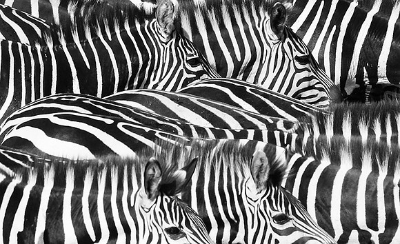 Serengeti