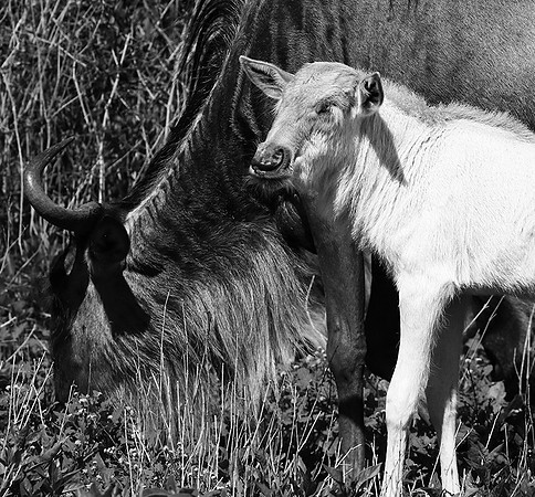 Wildebeests - Serengeti NP