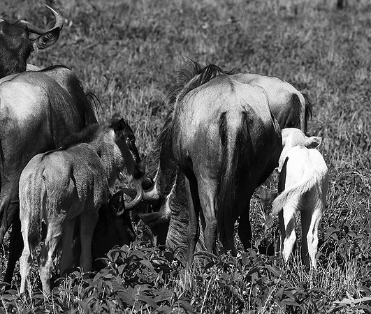 Wildebeests - Serengeti NP
