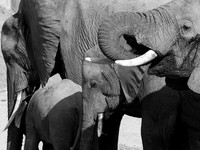 Elephants - Ruaha NP