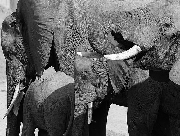 Elephants - Ruaha NP