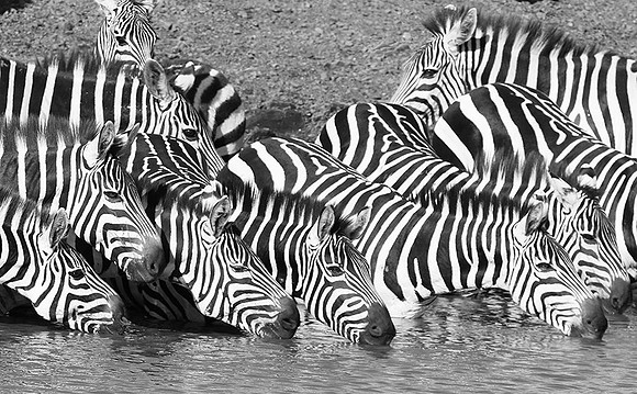 Serengeti