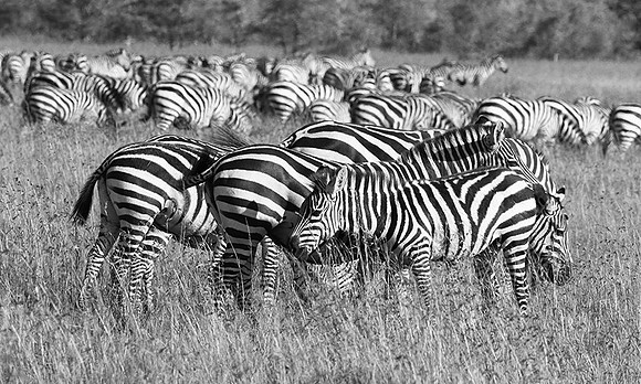 Serengeti