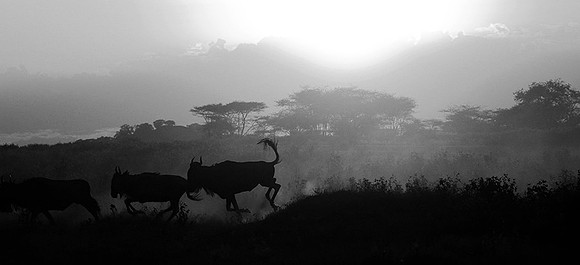 Tanzania - Serengeti : wildbeests crossing (gnous)