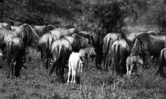Wildebeests - Serengeti NP