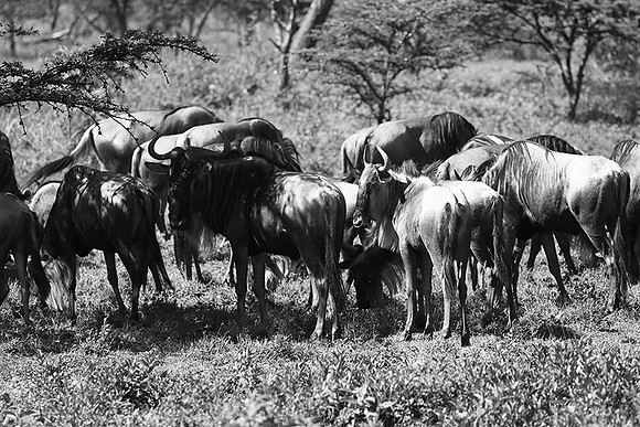 Wildebeest - Serengeti NP