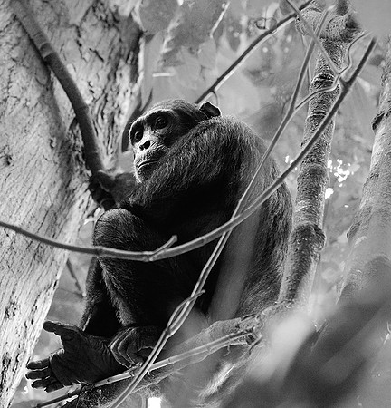 Tanzania - Mahale : chimpanze