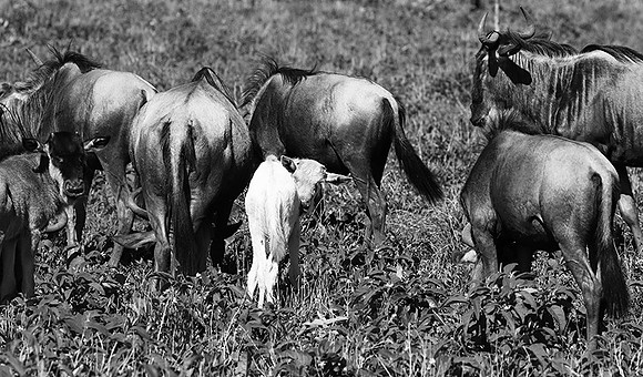 Wildebeests - Serengeti NP