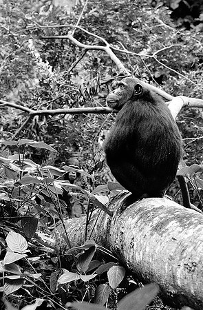 Tanzania - Mahale : chimpanze