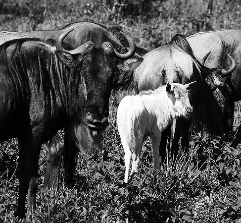Wildebeests - Serengeti NP