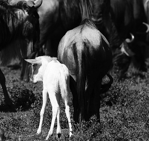 Wildebeests - Serengeti NP