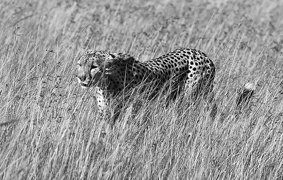 Serengeti
