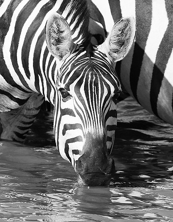 Serengeti