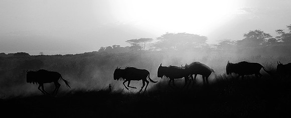 Tanzania - Serengeti : wildbeests crossing (gnous)