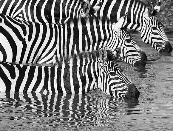 Serengeti