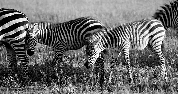 Tanzania - Ngorongoro : zebras