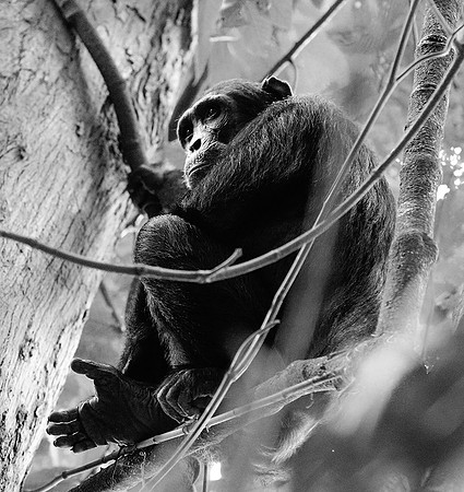 Tanzania - Mahale : chimpanze