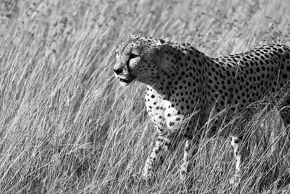 Serengeti