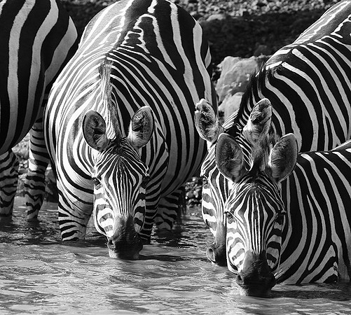 Serengeti