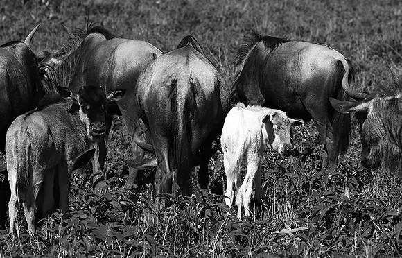 Wildebeests - Serengeti NP