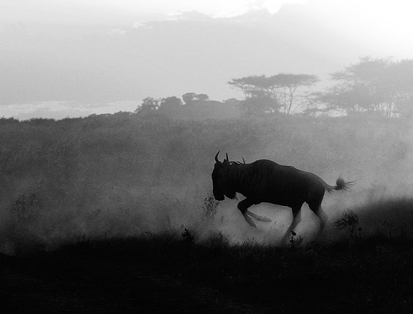 Tanzania - Serengeti : wildbeests crossing (gnous)
