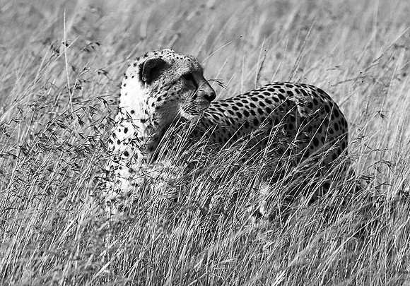 Serengeti