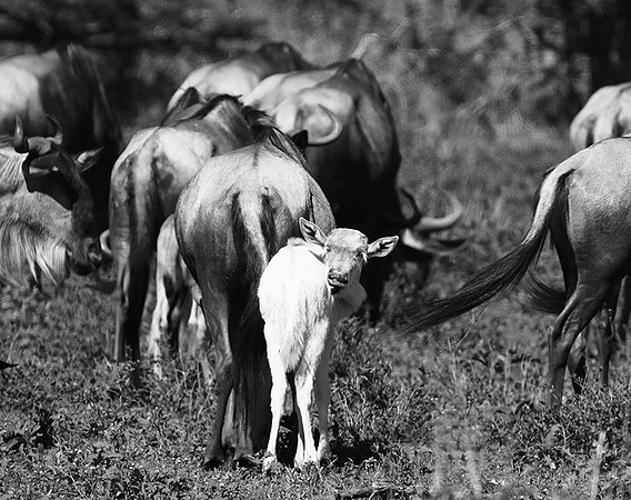 Wildebeests - Serengeti NP