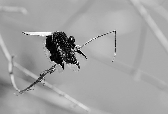 Tanzania - Mahale : dragonfly (libellule)
