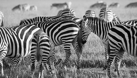 Tanzania - Ngorongoro : zebras