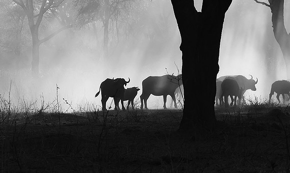 Buffalos - Ruaha NP