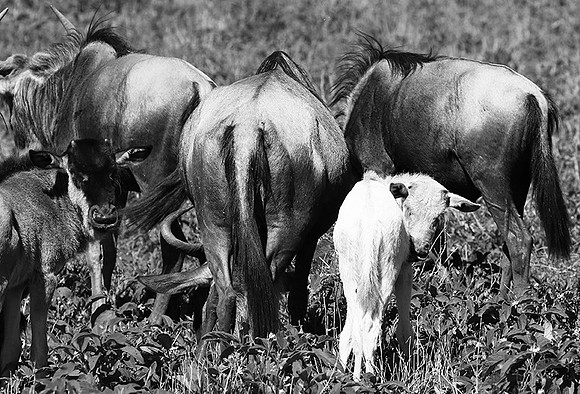 Wildebeests - Serengeti NP