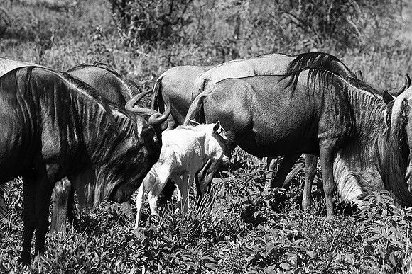 Wildebeests - Serengeti NP